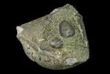 Pyrite Replaced Brachiopod (Paraspirifer) Fossil - Ohio #135559-1